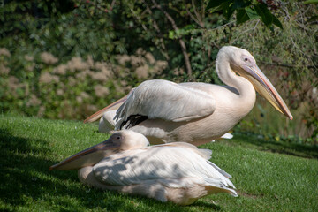 Landscape of pelecanus onocrotalus pelicans in Luisenpark Mannheim Baden Wurttemburg Germany