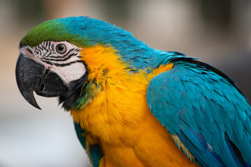 blue and yellow macaw