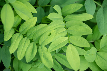 Galega officinalis goats rue growing in Luisenpark Mannheim Baden Wurttemburg Germany