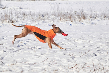 Whippet dog running in the snow and catching a disc. English Whippet or Snap dog
