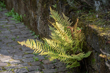 Dryopteris filix mas male fern growing in Luisenpark Mannheim Baden Wurttemburg Germany