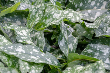 Pulmonaria officinalis common lungwort growing in Luisenpark Mannheim Baden Wurttemburg Germany