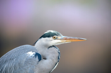 great blue heron