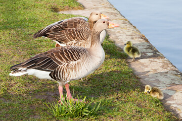 Nilgänse mit zwei ganz kleinen Küken am Frankfurter Mainufer