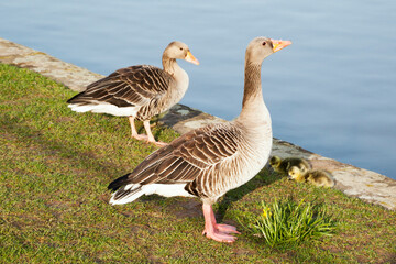 Nilgänse am Wasser mit ihren zwei Küken