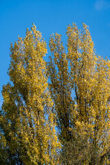 Birke Himmel