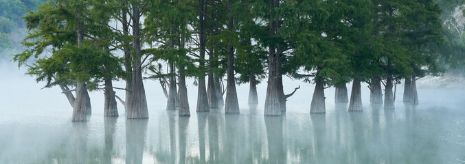  A lake with a grove of swamp cypresses in the morning fog. Tree trunks in close-up and their reflection in the water.  Selective focus.