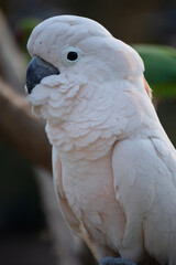 close up of a white parrot