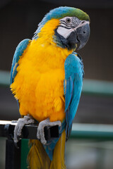 blue and yellow macaw
