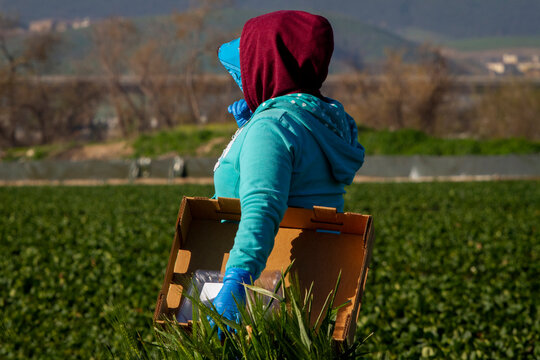 Female farm worker in a hooded sweatshirt holding a box near a field