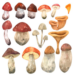 Watercolor clipart on the theme of edible forest mushrooms: boletus, boletus, porcini mushrooms, chanterelles and mushrooms, redheads. Symbols for design