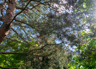 Landscape of tree branches overhead in Garten der Welt Marzahn Berlin Germany
