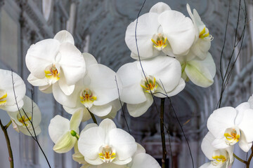 White Orchid flower in a castle 02