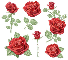 Watercolor dark red rose branch collection, burgundy rose flower, wedding arragement, bridal shower element,Vintage realistic botanical  rose
