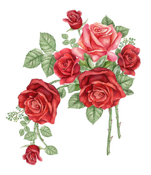 Watercolor dark red rose branch, burgundy rose flower, wedding arragement, bridal shower element,Vintage realistic botanical  rose