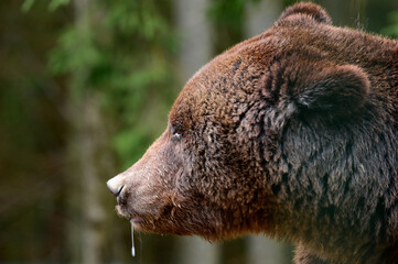 Close-up portrait of a bear, brown bear head, big bear eyes.