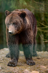 After hibernation, the brown bear walks through the forest in search of food, the Carpathian forests and its inhabitants.