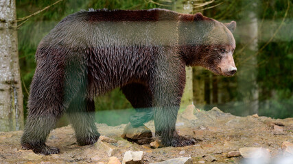A large brown bear walks through the woods in search of food after hibernation.