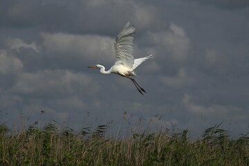 white heron flying above the canes