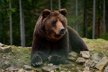 Big brown bear lying, big forest predator close up, big paw and sharp claws.