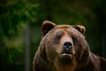 Obraz premium Big brown bear inhabitant of the Carpathians, resting bear, big paws and claws.