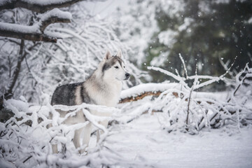 beautiful siberian husky male in a winter snowy forest