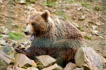Obraz premium Brown bear close up, large and massive forest predator, dangerous animal for humans.
