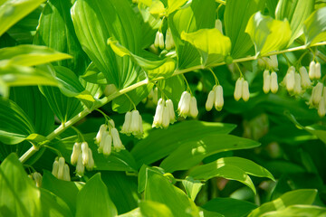 Landscape of Polygonatum biflorum smooth solomans seal in Garten der Welt Marzahn Berlin Germany