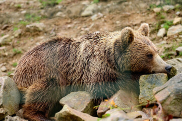 Brown bear close up, large and massive forest predator, dangerous animal for humans.