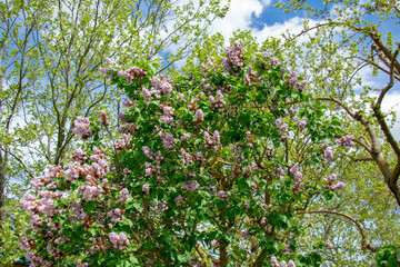 Fototapeta na wymiar Landscape of Syringa vulgaris common lilac at Garten der Welt Marzahn Berlin Germany