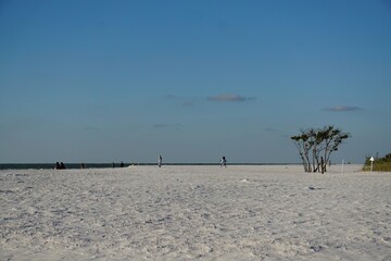 tree on the beach
