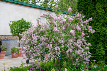 Fototapeta na wymiar Landscape of purple shrub at Garten der Welt Marzahn Berlin Germany
