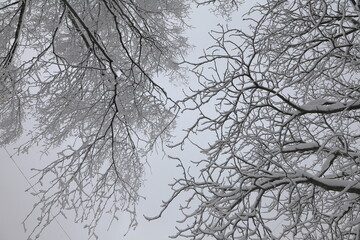 Fototapeta na wymiar Branches of trees in the snow in a city park