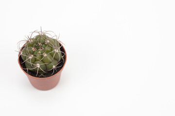 Small cactus in pot isolated on white background. Place for text.