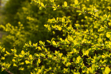 Young spring leaves on a bush in the morning sunlight