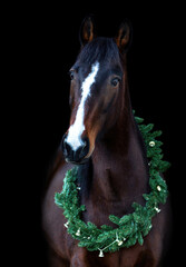 A brown trotter horse in a festive christmas setting on black background