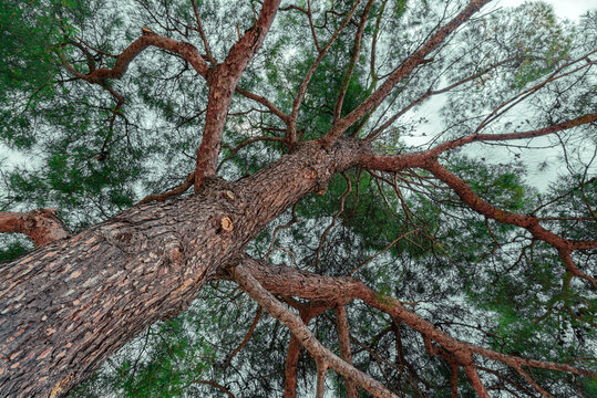 European red pine (Pinus sylvestris)