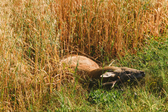 Carcass of a dead roe deer in field