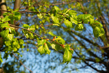 Fototapeta premium The first light green young spring leaves of the tree