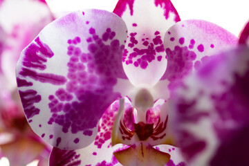 Orquidea rosa macro