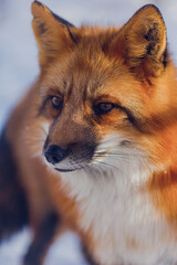 Red fox in winter in Russia