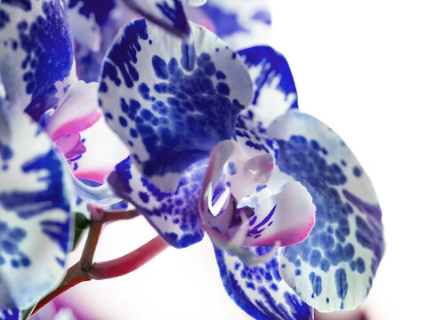 Orquidea Azul Macro