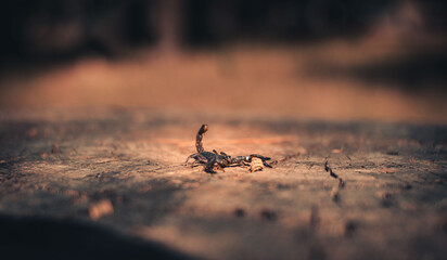 Scorpio in the sun, scorpion in the grass