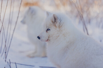 Arctic fox in winter in Russia, portrait