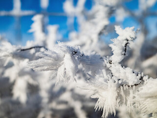 large layer of frost on the bush