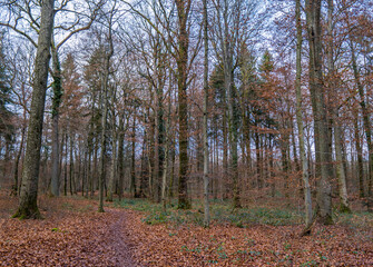 A path and trees with fallen leaves inside a forest in autumn in Strassen, Luxembourg