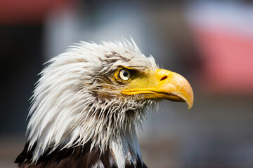 A bald headed eagle overlooking a field at the Birds of Prey Center in Coaldale Alberta Canada
