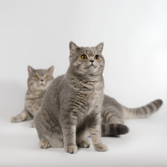 Two british shorthair adult cats on the studio background