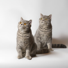 Fototapeta na wymiar Two british shorthair adult cats on the studio background