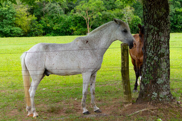 Obraz na płótnie Canvas beautiful white horse on a brazilian farm, Rio grnde do sul